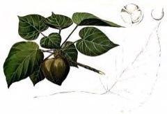 Reutealis trisperma Otaheite Walnut, Lumbang Tree Reutealis trisperma Otaheite Walnut, Lumbang Tree